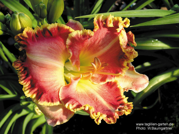 catalog/images/startseite/Bells and Whistles.jpg